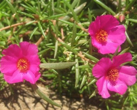 Moss Rose Portulaca ‘samba Purple