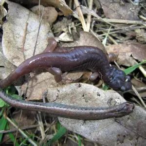 Arboreal salamander - Facts, Diet, Habitat & Pictures on Animalia.bio