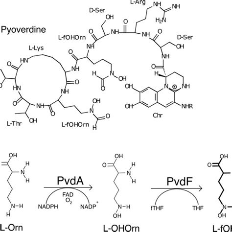 Pyoverdine Structure And Synthesis Of Formylhydroxyornithine A