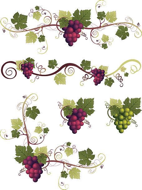 1,000+ Grape Vine Border Clip Art Stock Illustrations, Royalty-Free ...