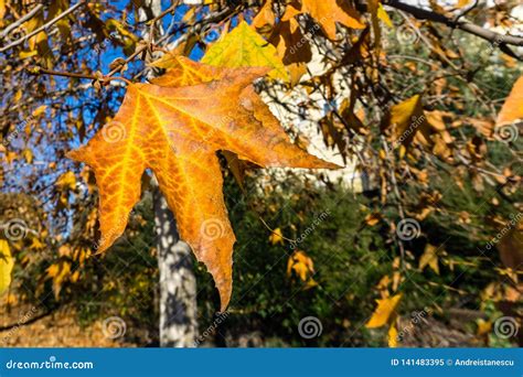 Western Sycamore Platanus Racemosa Tree Leaves in Winter, California ...