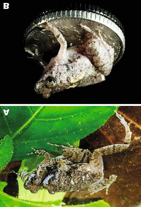 Holotype Of Microhyla Minuta Sp Nov Zmmu A Adult Male A