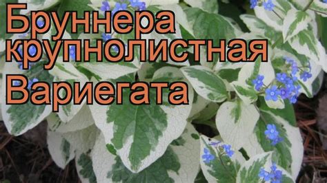 Бруннера крупнолистная Вариегата 🌿 обзор: как сажать, рассада, саженцы ...