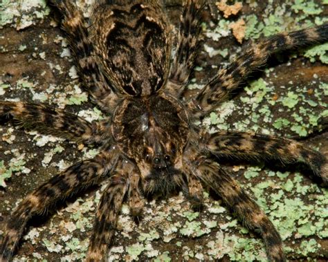 Camo Spider 2312 Dolomedes Tenebrosus Fishing Spiders Ray Flickr