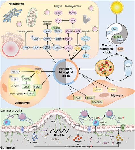 Trf Adjusts The Peripheral Circadian Clock The Circadian Clock System