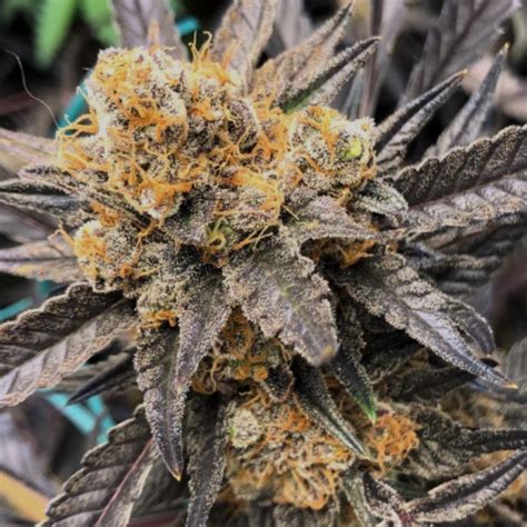 Marmalate – West Seed Co.