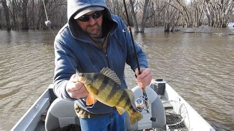 Mississippi River Fishing JUMBO PERCH Let S Get Em YouTube