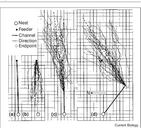 Figure 1 from Calibration of vector navigation in desert ants ...