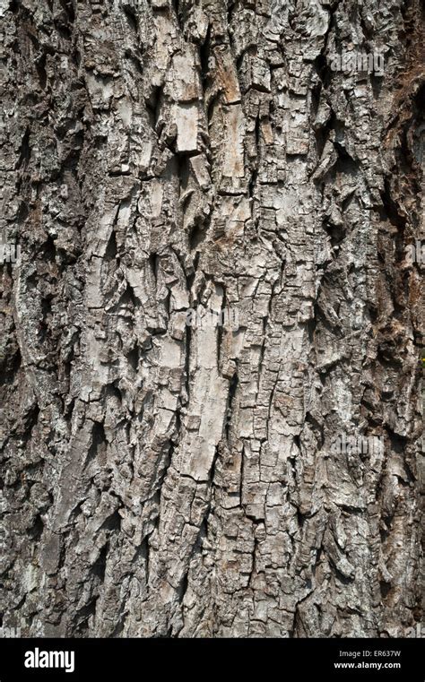 Walnut tree bark hi-res stock photography and images - Alamy