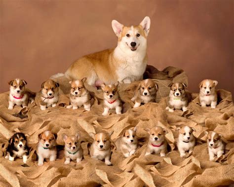 Proud Corgi With Her Litter Of 15 Puppies Rcorgi