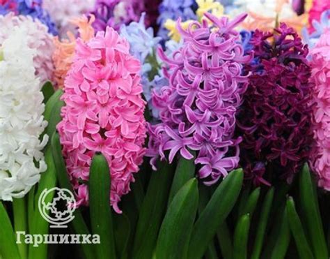 Гиацинт: выращивание, уход, выгонка в домашних условиях | Интернет ...