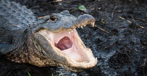 Alligator Attacks: Do Alligators Eat People? - A-Z Animals