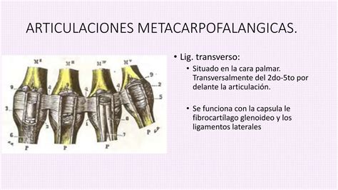 Anatomia Mano Y Mu Eca Peter Pptx