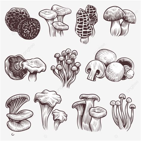 Sketch Mushrooms Hand Drawn Various Boletus Raw Champignon Png And