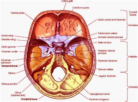 Skull Radiography - RadTechOnDuty
