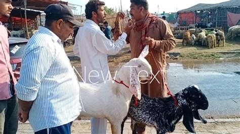 Wednesday Update Bakra Mandi Lahore Shahpur Kanjra Mandi