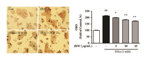 Effects Of JKW On Intracellular TG And TC And On Lipid Accumulation In