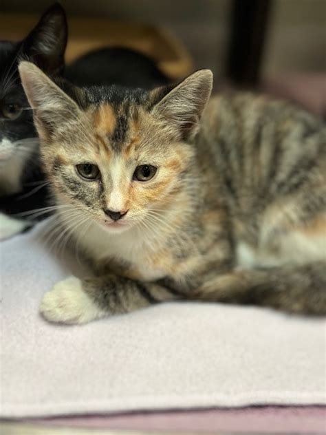 Cat for adoption - Maple, a Domestic Short Hair in Manteca, CA | Petfinder