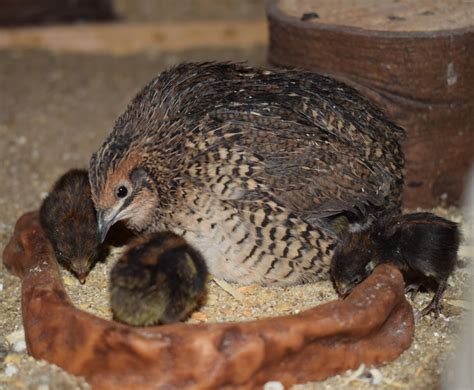 Button Quail Hatch Day! | BackYard Chickens - Learn How to Raise Chickens