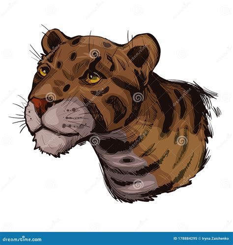 Clouded Leopard Neofelis Nebulosa Wild Cat Occurring From Himalayan