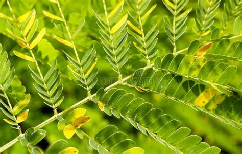 Sengon Paraserianthes Falcataria Leaves In The Nursery In Yogyakarta