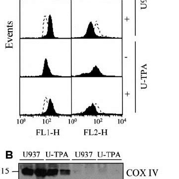 Tpa Induced Differentiation Of U Cells Does Not Alter Mitochondrial