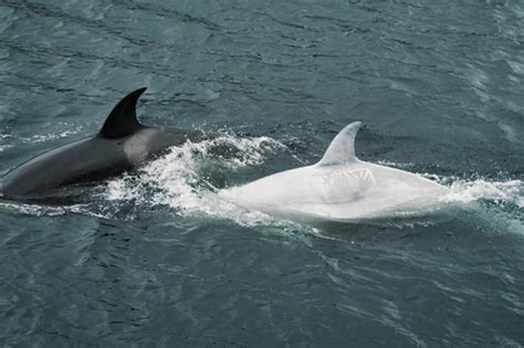 Rare White Orca Spotted Off Kupreanof Island