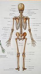 Gray s Atlas der Anatomie Deutsche Bearbeitung von Lars Bräuer Drake