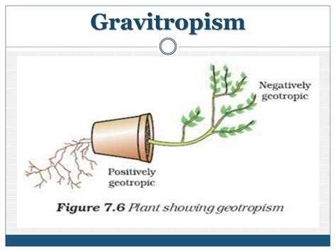 PPT - การตอบสนองของพืช PowerPoint Presentation - ID:1998534