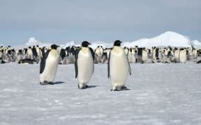 Climate Crisis Emperor Penguin At Serious Risk Of Extinction Rnz News