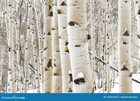 Aspen Grove Close Up in Winter with Some Snow Stock Photo - Image of ...