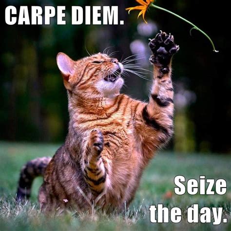 Funny Seize The Day Quotes Leilani Wilde