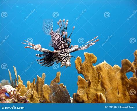 Peixes Do Leão Inoperante Predador Foto de Stock Imagem de oceano