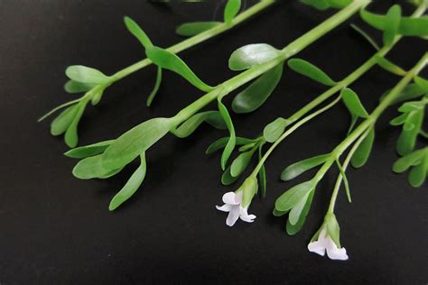 Brahmi