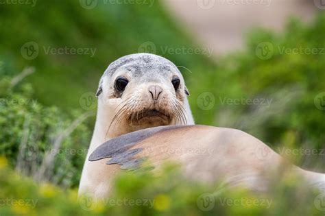 newborn australian sea lion on bush background 18751800 Stock Photo at Vecteezy