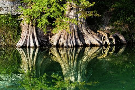 Bald Cypress Rooting In Photograph By Ellie Teramoto Fine Art America