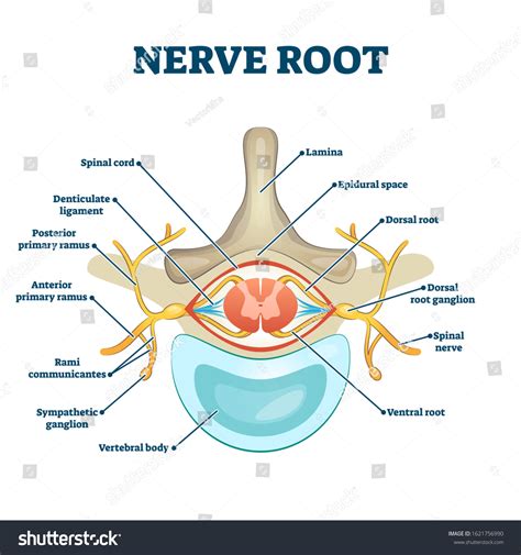 Dorsal root Images, Stock Photos & Vectors | Shutterstock