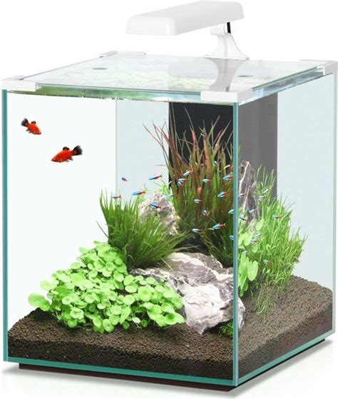 Nano Aquarium Ohne Filter Sauerstoffmangel Aquarium