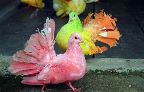 Розовый голубь. Энциклопедия. Материал для реферата | Cibo