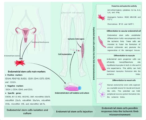 Schematic Representation Of The Endometrial Stem Cells Possible