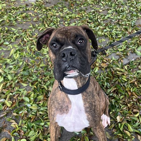 Milo Boxer Rescue La