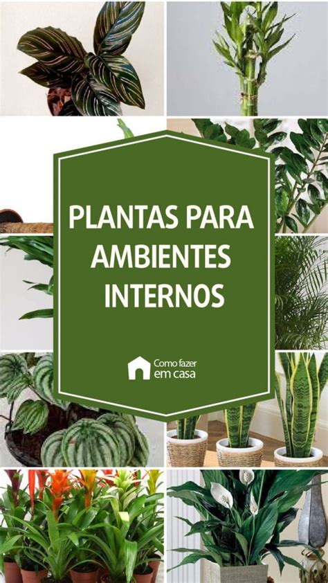 Plantas Para Ambientes Internos Pouca Luz Como Fazer Em Casa