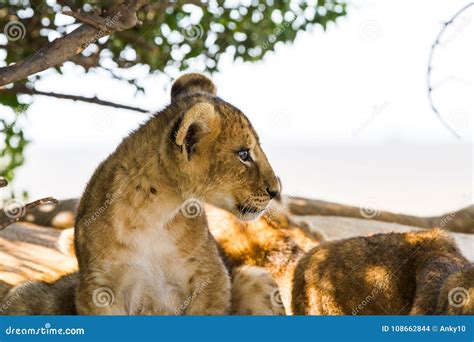 East African Lion Cub Portrait Stock Photo - Image of cute, furry ...