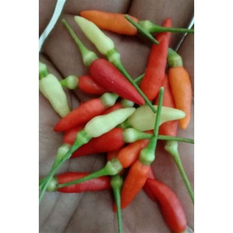 Biji Benih Cili Padi Kampung Warna Putih Rm1 Sepeket 5 Seeds White