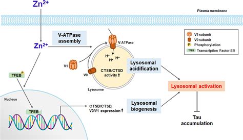 Frontiers Zinc Enhances Autophagic Flux And Lysosomal Function