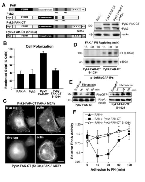 Pyk2 That Is Targeted To Fas Can Substitute For Fak In Promoting Mef Download Scientific