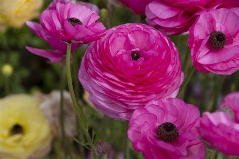 Pink Ranunculus Flower Free Stock Photo Public Domain Pictures