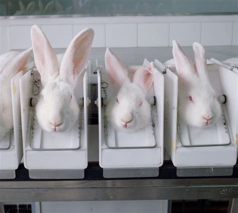 Animal Makeup Testing