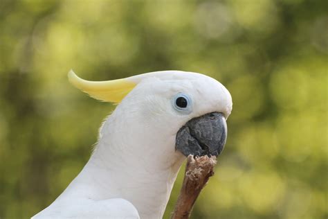 Yellow-crested cockatoo at zoo Free Photo Download | FreeImages