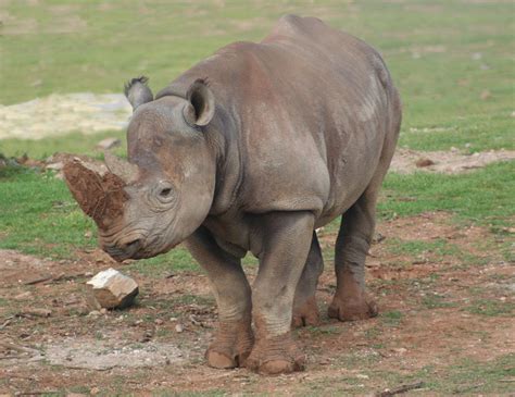 Black Rhino Free Photo Download | FreeImages